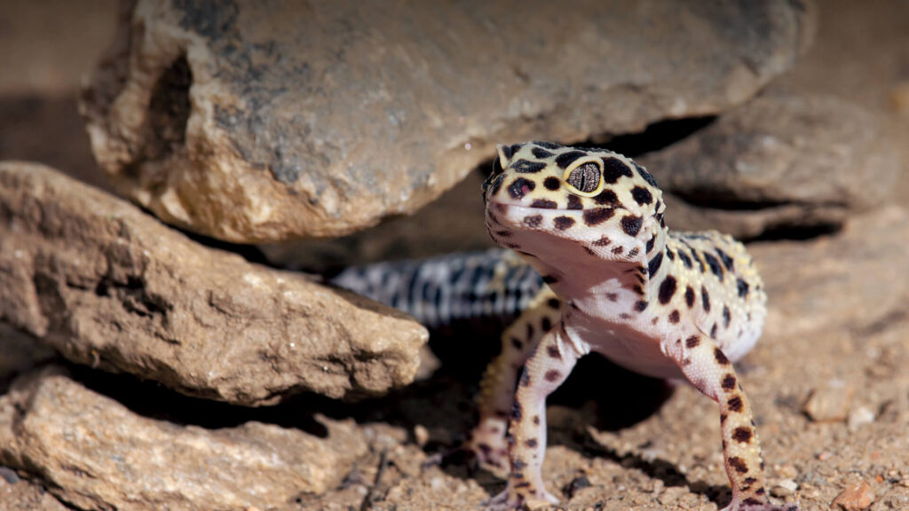 Natural distribution and habitat of Leopard geckos