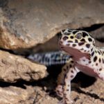 Understanding the Natural Habitat of Leopard Geckos