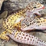 How to Sex Leopard Geckos – A Guide for Beginners