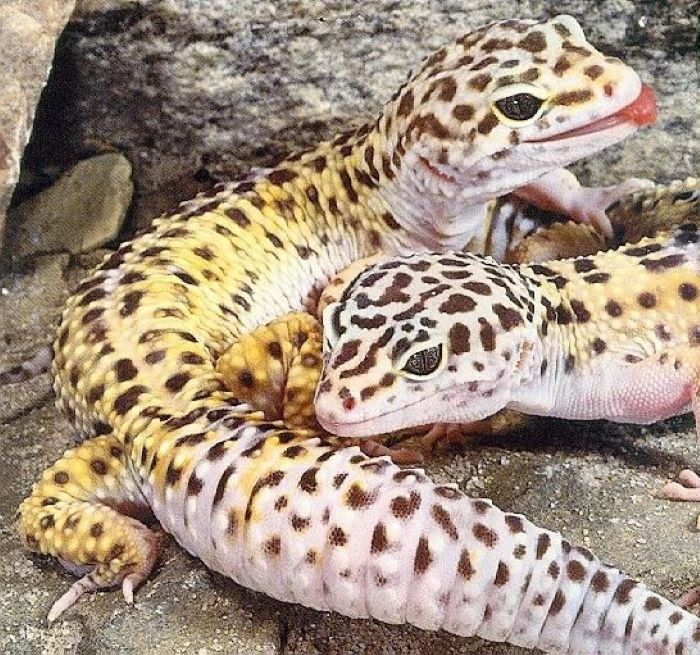 How to Sex Leopard Geckos – A Guide for Beginners