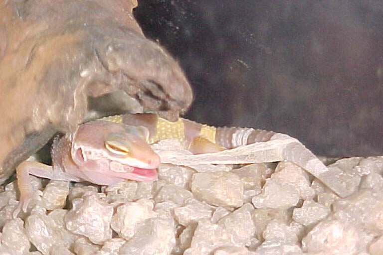 Skin eating behaviour in Leopard geckos