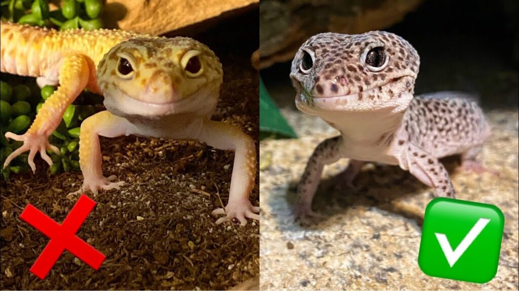 Suitable substrates for Leopard geckos