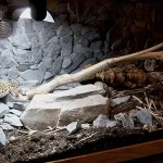 Supplying light to Leopard geckos