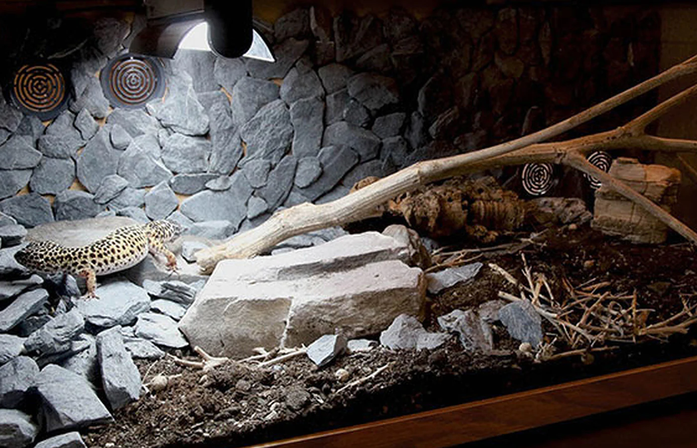 Supplying light to Leopard geckos