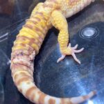 Common Tail Injuries in Leopard Geckos – Causes and Treatments