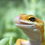 Tongue flicking behaviour in Leopard geckos