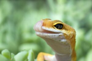 Tongue flicking behaviour in Leopard geckos