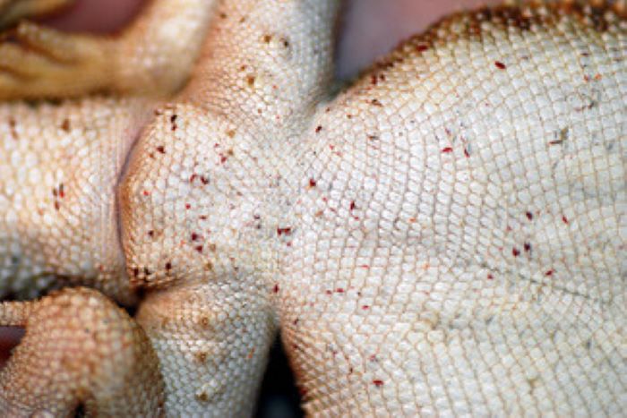 Treating Leopard geckos with mites