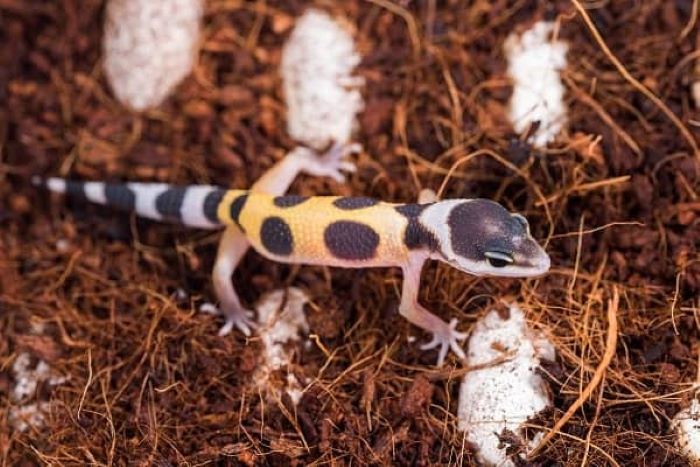 Identifying a Healthy Baby Leopard Gecko- Key Signs to Look For?