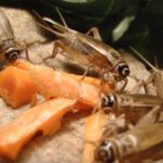 How to Feed Crickets to Leopard Geckos- Tips and Advice