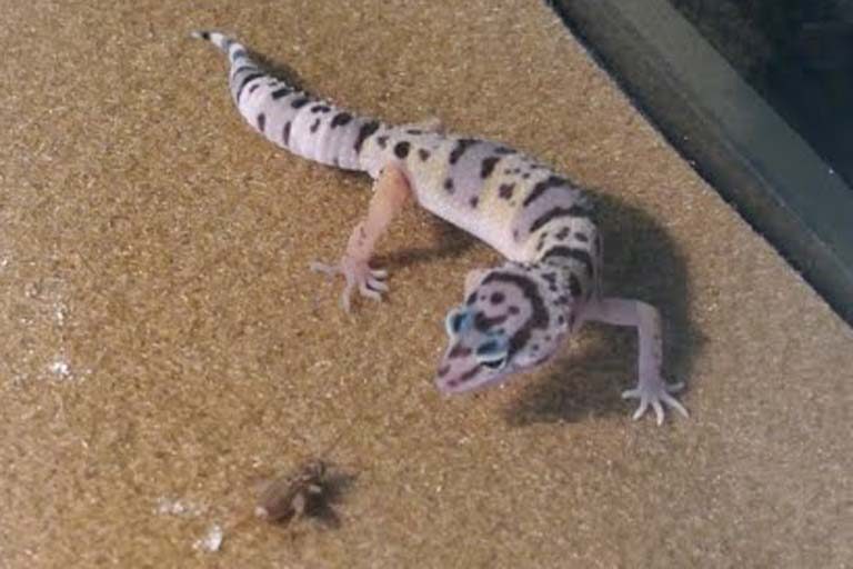 juvenile-leopard-gecko-eating-a-cricket-8342588