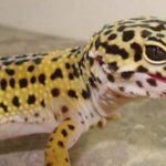 Treating Leopard Gecko Bite Wounds – Prevention and Care