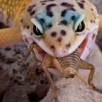 Leopard Gecko Feeding Behavior- A Comprehensive Guide