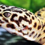 Using Electrical Timers for Leopard Gecko Lighting Needs