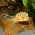 What Influences the Price of a Leopard Gecko?