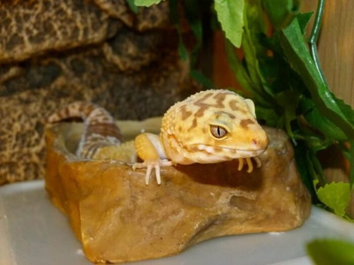 What Influences the Price of a Leopard Gecko?