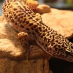 Choosing the Best Hide Boxes for Leopard Gecko Comfort