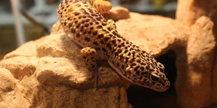 Choosing the Best Hide Boxes for Leopard Gecko Comfort