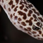 Understanding the Importance of Photoperiod for Leopard Geckos