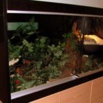 Best Terrarium Setup for Leopard Geckos – Complete Guide