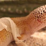 Leopard Gecko Shedding Issues – Solutions for Healthy Skin