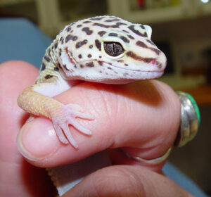 Dealing with Leopard Gecko Bites- Prevention and Treatment Measures