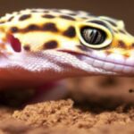 Importance of Calcium in the Diet of Leopard Geckos