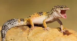 Leopard Gecko Habitats Effective Disinfection Techniques