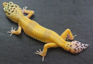 Leopard Geckos Tail Injuries Causes and Remedies