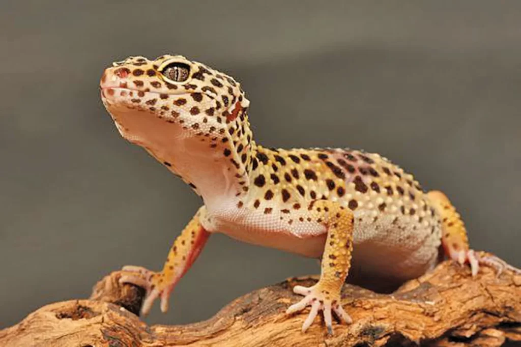 Leopard Gecko standing on tree